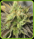 Strawberry D-Lite - Sagarmatha Seeds