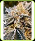 Strawberry Daze - Crockett Family Farms