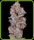 Strawberry Delight - Cali Connection Seeds