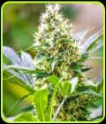 Strawberry Diesel x C99 - Brothers Grimm Seeds