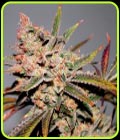 Strawberry Diesel F2 - Dark Horse Genetics