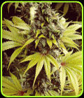 Strawberry Fields - Sagarmatha Seeds