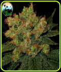 Strawberry Gelato - Cali Weed Seeds