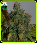 SALE - Strawberry Gelato Auto - Cali Weed Seeds - Cali Weed Seeds