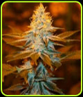 Strawberry Glue - TH Seeds