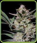 Strawberry Gorilla Auto - FastBuds