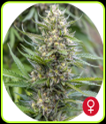 Strawberry Ice - The Bulldog Seeds