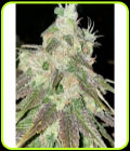 Strawberry Jacuzzi - Rare Dankness Seeds