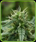Strawberry Juice JSD f2 - KDS Seeds