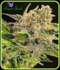 Strawberry Kush - Anesia Seeds