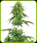 Strawberry Kush - White Label Seeds