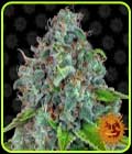 Strawberry Lemonade - Barneys Farm Seeds