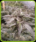 Strawberry-Line - Devil Harvest Original