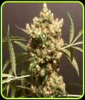 Strawberry Marshmallow - Pot Valley Seeds