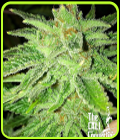 Strawberry OG - Cali Connection Seeds
