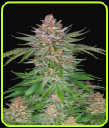 Strawberry Pie Auto - FastBuds