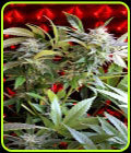 Strawberry Skunk - Delta 9 Labs Seeds