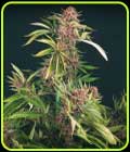 Strawberry Smoothie - Propaganja Seeds