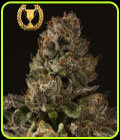 Strawberry Sour Diesel - Devil's Harvest Seeds