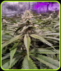 Strawberry Sour Diesel - Devil Harvest Original