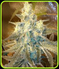 Strawberry Stardawg - Dankonomics Genetics