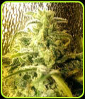 Strawberry Stardawg - Holy Smoke Seeds