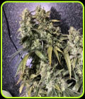 Strawberry Sunset - Holy Smoke Seeds