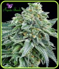 Strawberry Tree - Anesia Seeds
