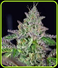 Strawmelon - Grateful Seeds