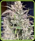 Strawnana Auto - Crockett Family Farms