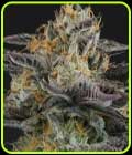Strawnana Dulce - Crockett Family Farms