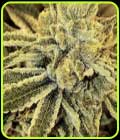 Strawnana Juice - Crockett Family Farms