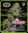 Strawnana Sundae - Big Buddha Seeds