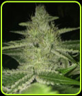 Strawnana Wifi - The Plug Seedbank