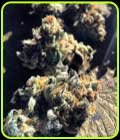 Strawpicanna - Oni Seed Co