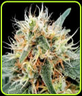 Stromboli Auto - Paradise Seeds