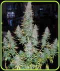 Strong Stuff - Phoenix Cannabis Seeds