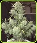 Strong Stuff Auto - Phoenix Cannabis Seeds