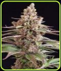 Stuporsonic - Sagarmatha Seeds