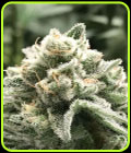Sublimator - R-Kiem Seeds