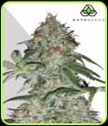 Sucker Punch - Auto Seeds