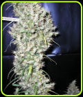 Sud Africa - Cannabiogen Seeds