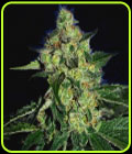 SugarMill - Cali Connection Seeds