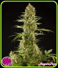 SugarPop - Philosopher Seeds