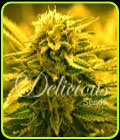 Sugar Black Rose Auto - Delicious Seeds