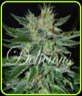 Sugar Black Rose - Delicious Seeds