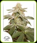 Sugar Bomb Punch - Dutch Passion Seeds