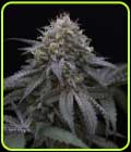 Sugar Breath - Humboldt Seed Organisation