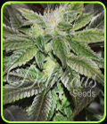 Sugar Candy - Delicious Seeds