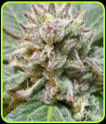 JSD Sugar Drum - KDS Seeds
